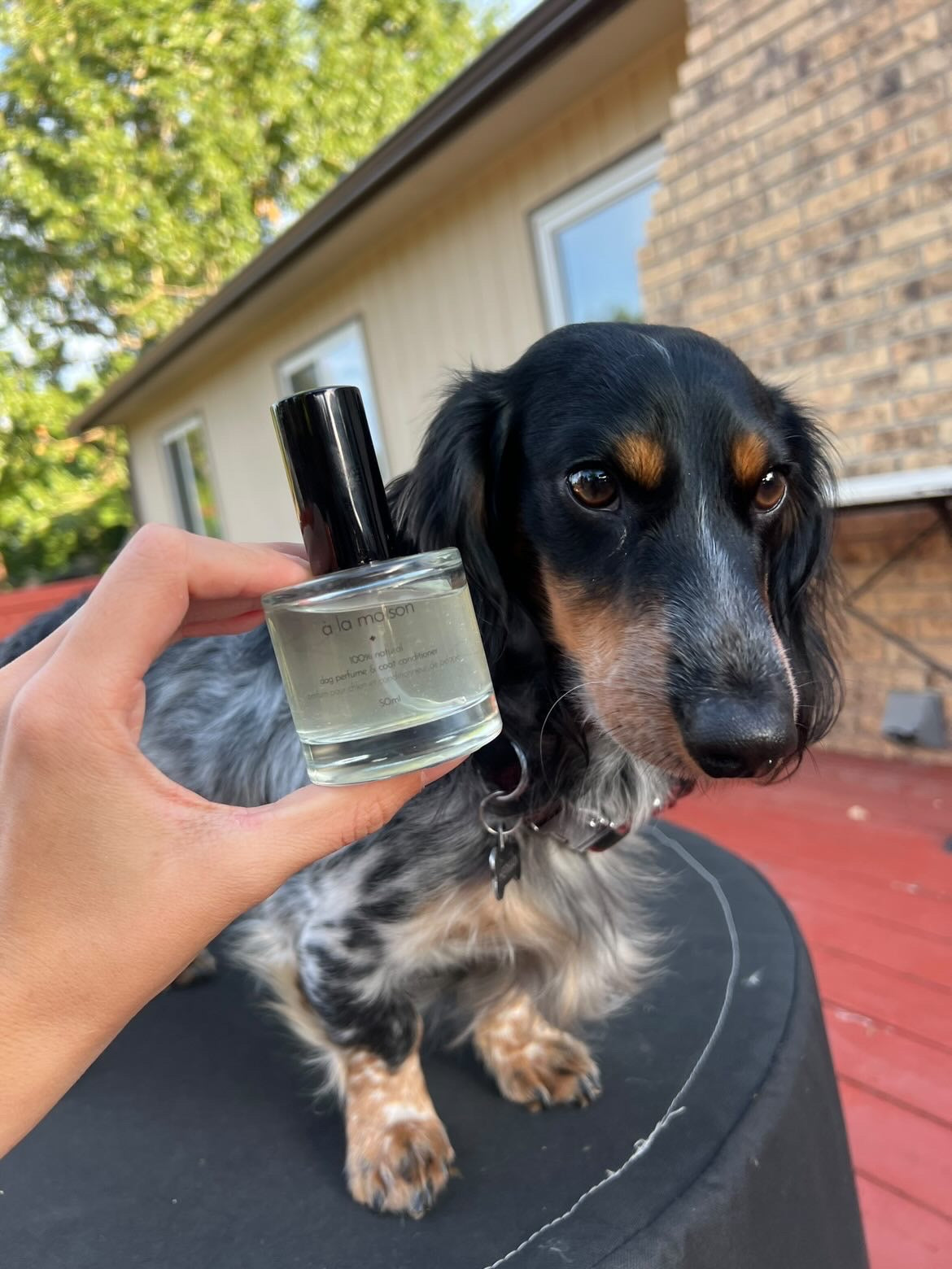 Paw Parenting 101 A Guide to Dog Friendly Fragrances Preshies