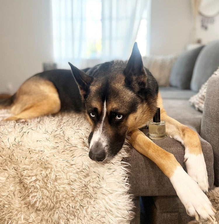 Understanding Dog Grooming Answers to Common Questions Preshies